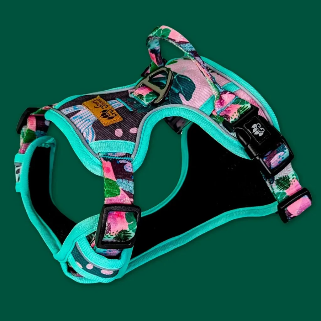 Harnais, laisses et colliers originaux : le guide