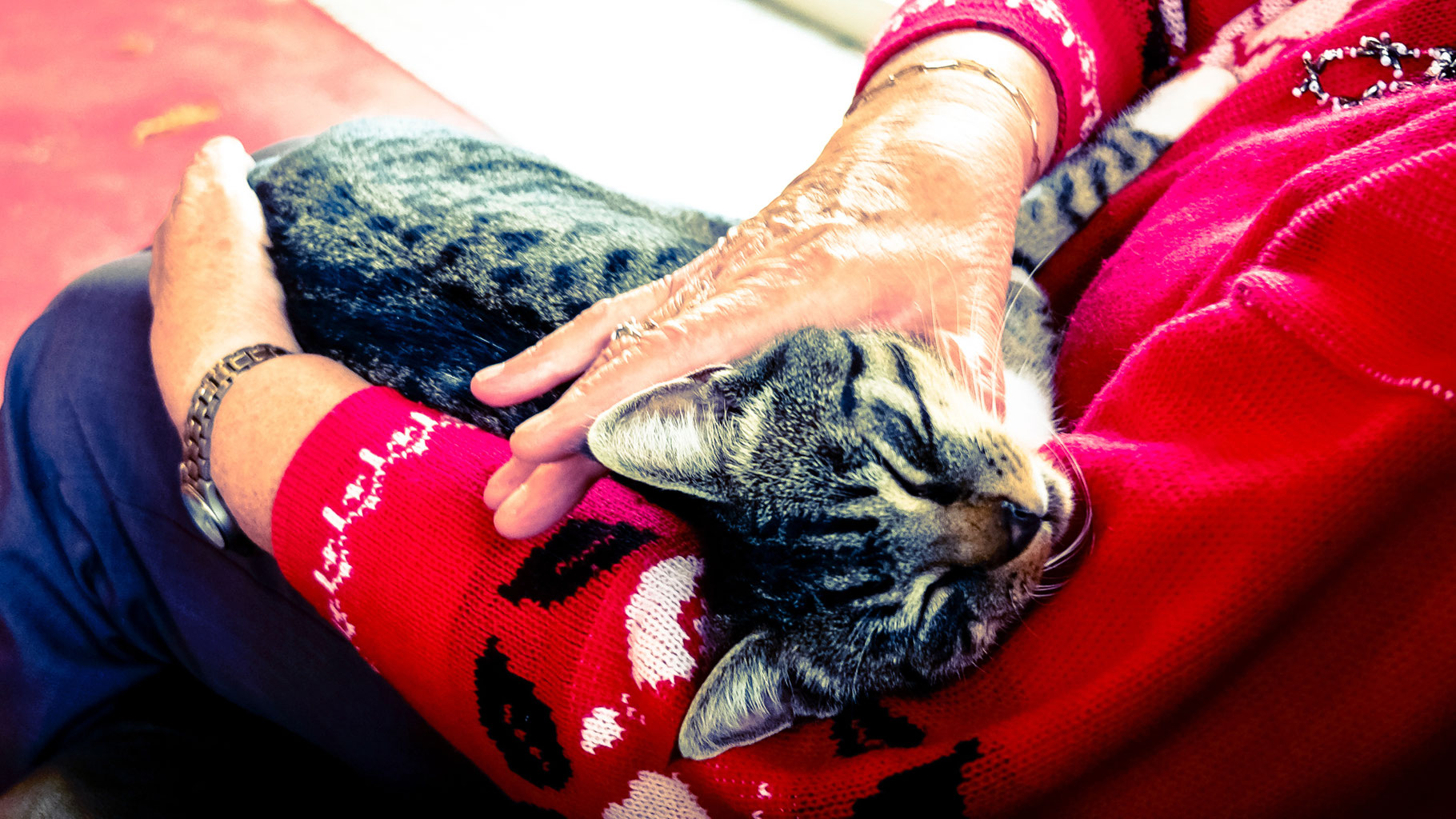 Arthrose du chat : 5 signes invisibles que votre félin souffre (et comment l'aider)